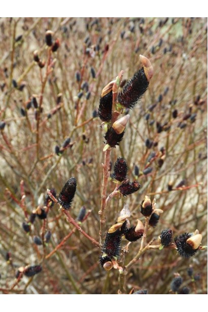 Верба витончена  Melanostachys